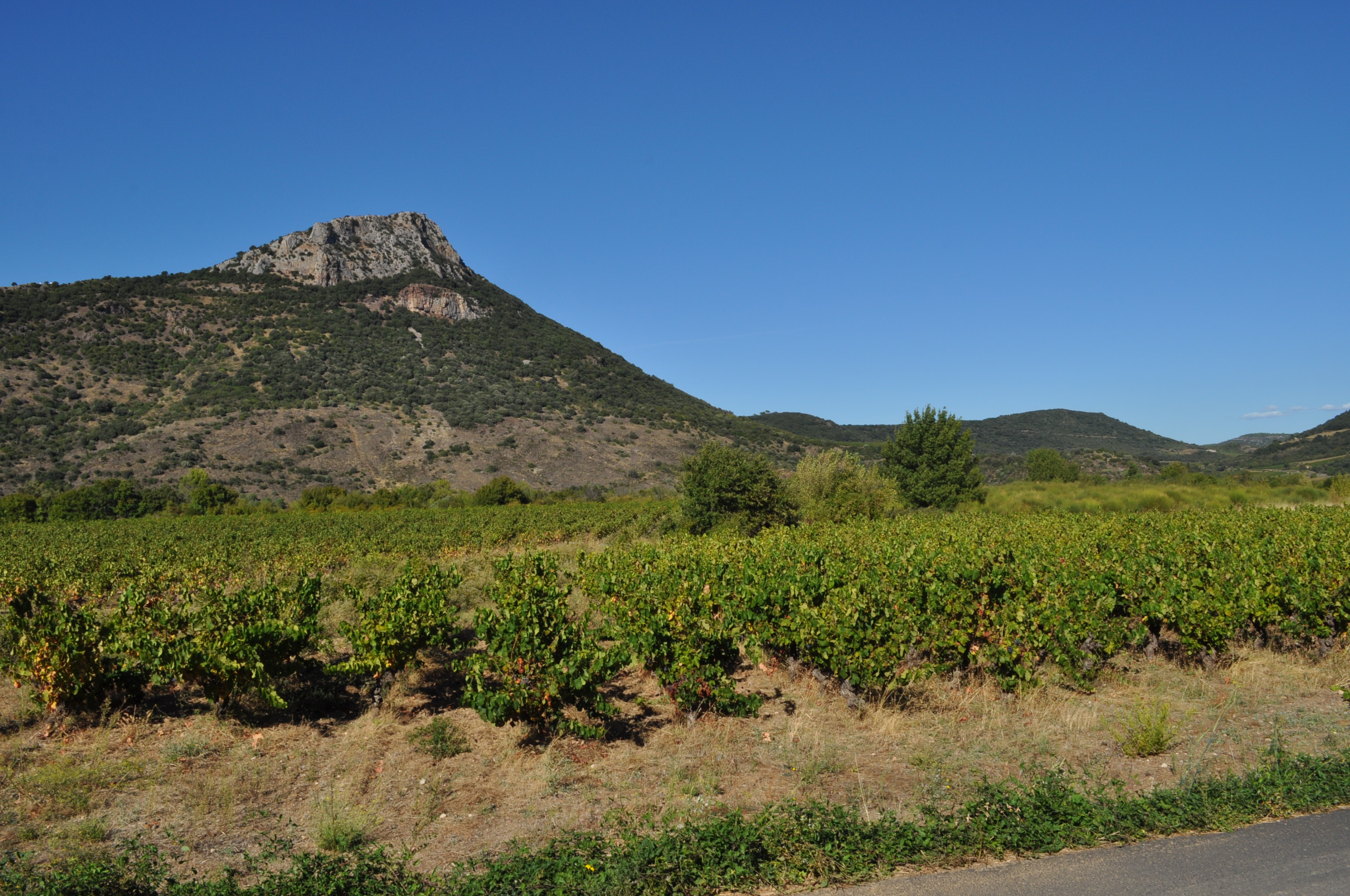 Vignes
