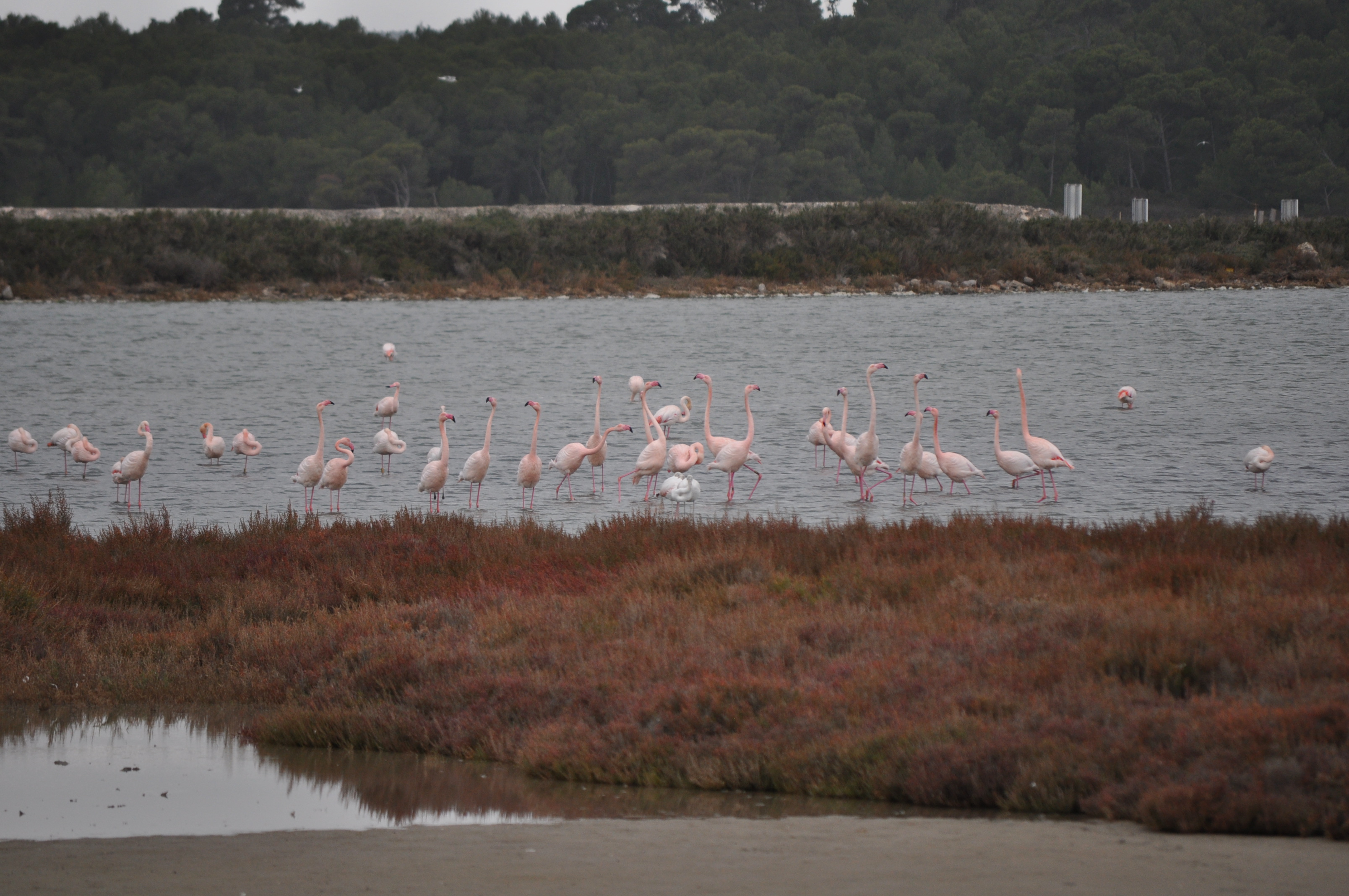 Les flamants à Frontignan