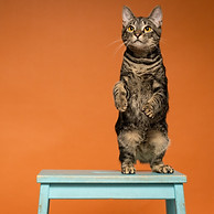 los-angeles-rescue-cat-sante-d'or-cat-photographer-portrait