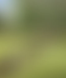 PRENOTARE UN APPUNTAMENTO IN TOELETTATURA FASHION DOG