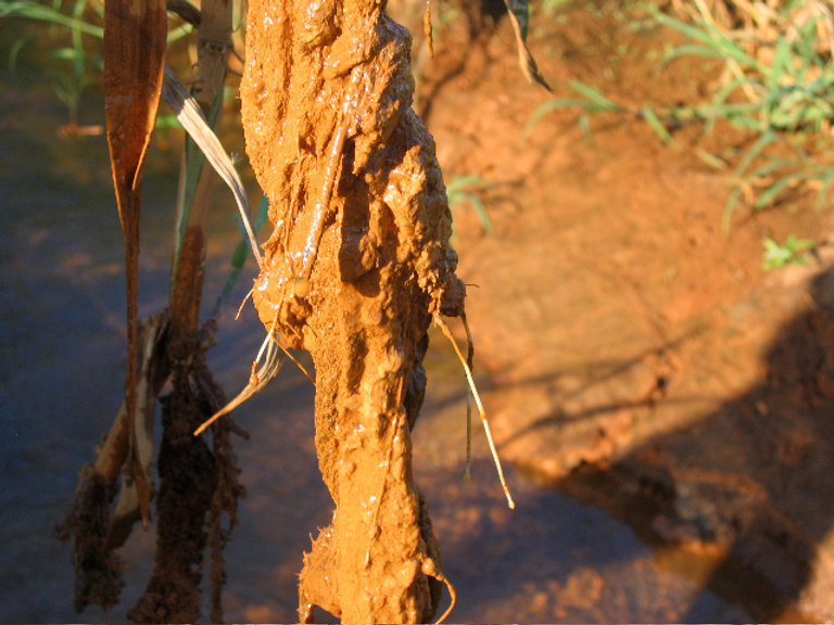 Why is there brown slime in the stream?