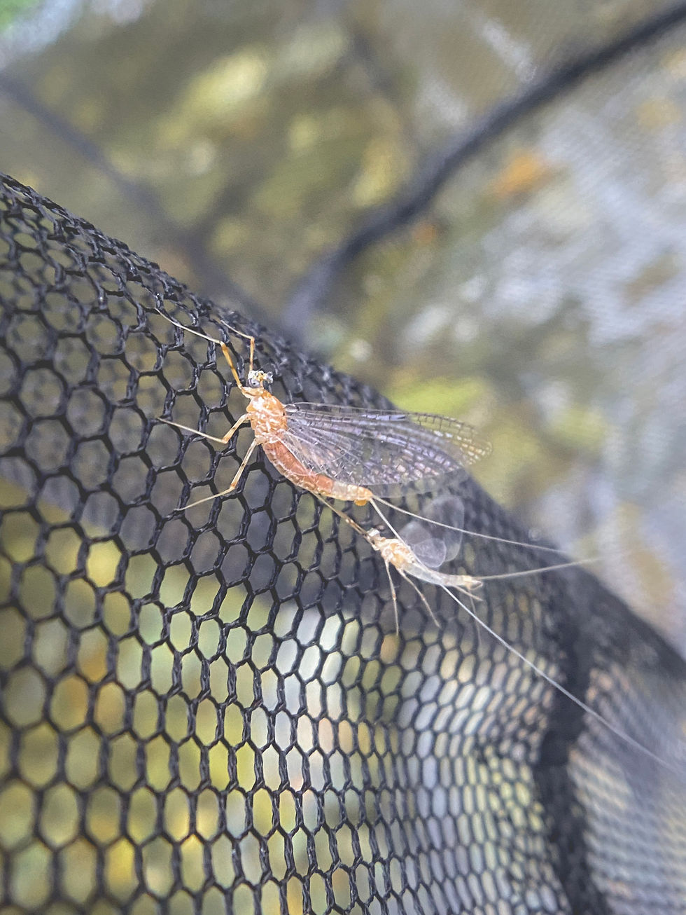 The Evening Hatch
