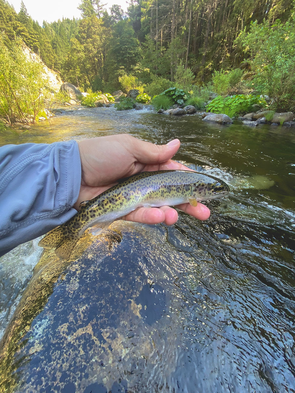 A fish from the shady side