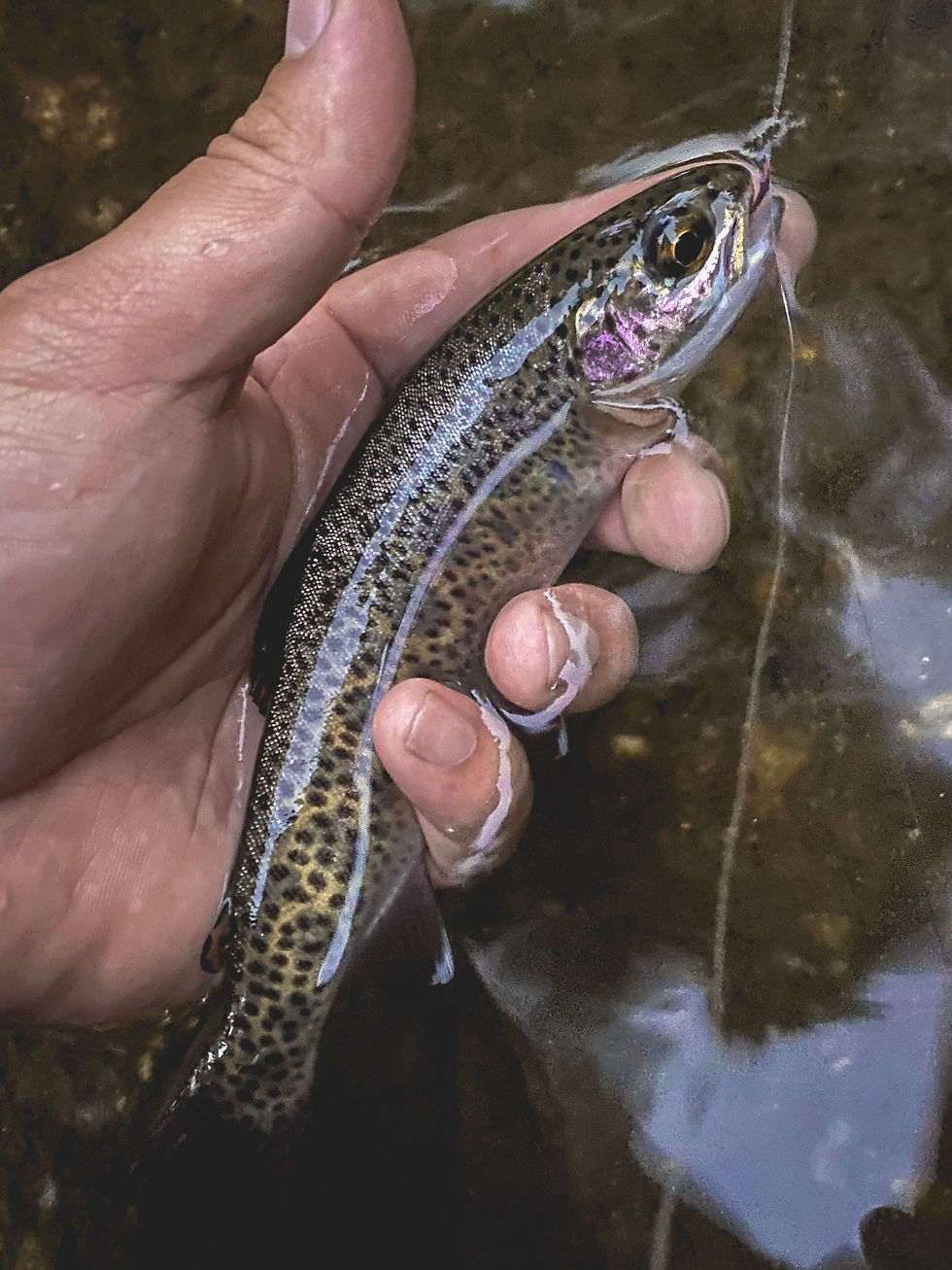 A Rainbow Trout Caught Just Before Sundown