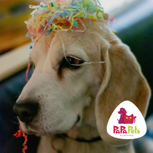 Metas para viver com o seu cão em 2023