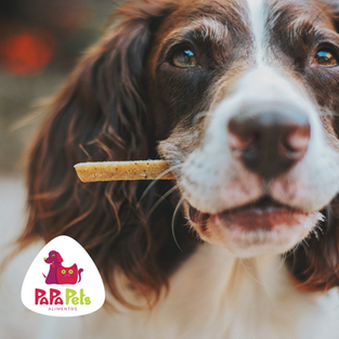Comida Caseira: Problemas Para Saúde Do Pet