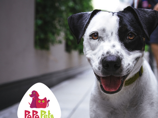 Por que meu cachorro me segue?