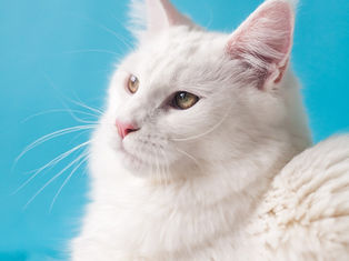 Medicina felina: Como manter o gato seguro e ativo dentro de casa.