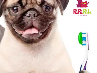Como escovar dente do seu Pet? Veja algumas dicas