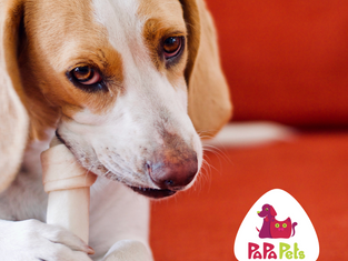 Cachorro pode comer osso de galinha? Saiba porque não