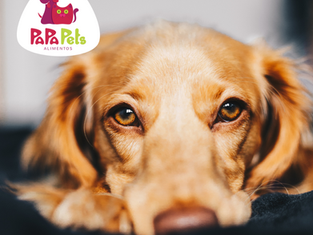 Agosto verde: saiba como proteger seu cachorro contra a Leishmaniose