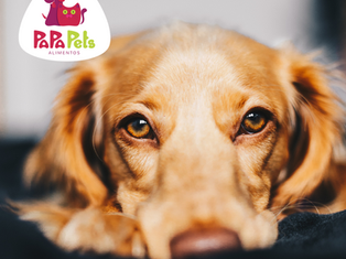 Agosto verde: saiba como proteger seu cachorro contra a Leishmaniose
