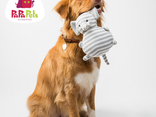 Os pets podem praticar exercício físico?