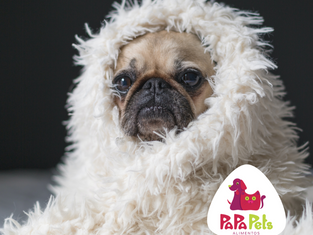 Cachorro sente frio?