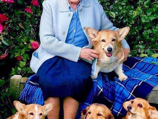 Vida na realeza: curiosidades sobre o cachorro da rainha Elizabeth