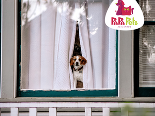 Cachorro para apartamento: dicas para viver melhor