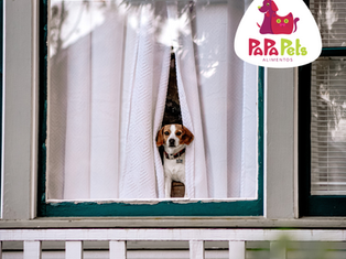 Cachorro para apartamento: dicas para viver melhor