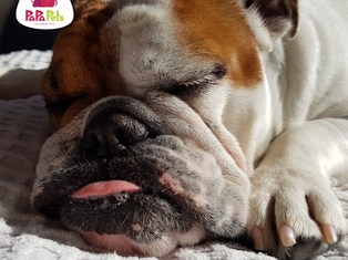 5 raças de cachorros para apartamentos