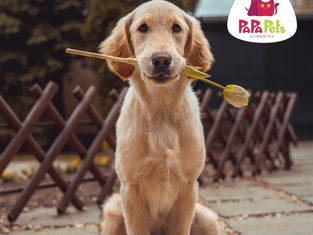 Como adotar um cão de maneira responsável