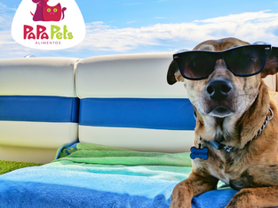 Cuidado!! O verão chegou, redobre os cuidados com o seu Pet