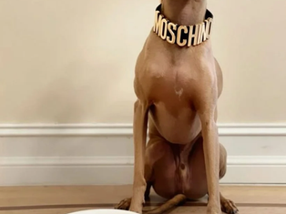 Cachorro da Anitta: descubra raça, curiosidades e preço