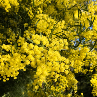 Wattle flowers