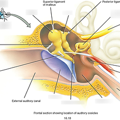 middle ear.png