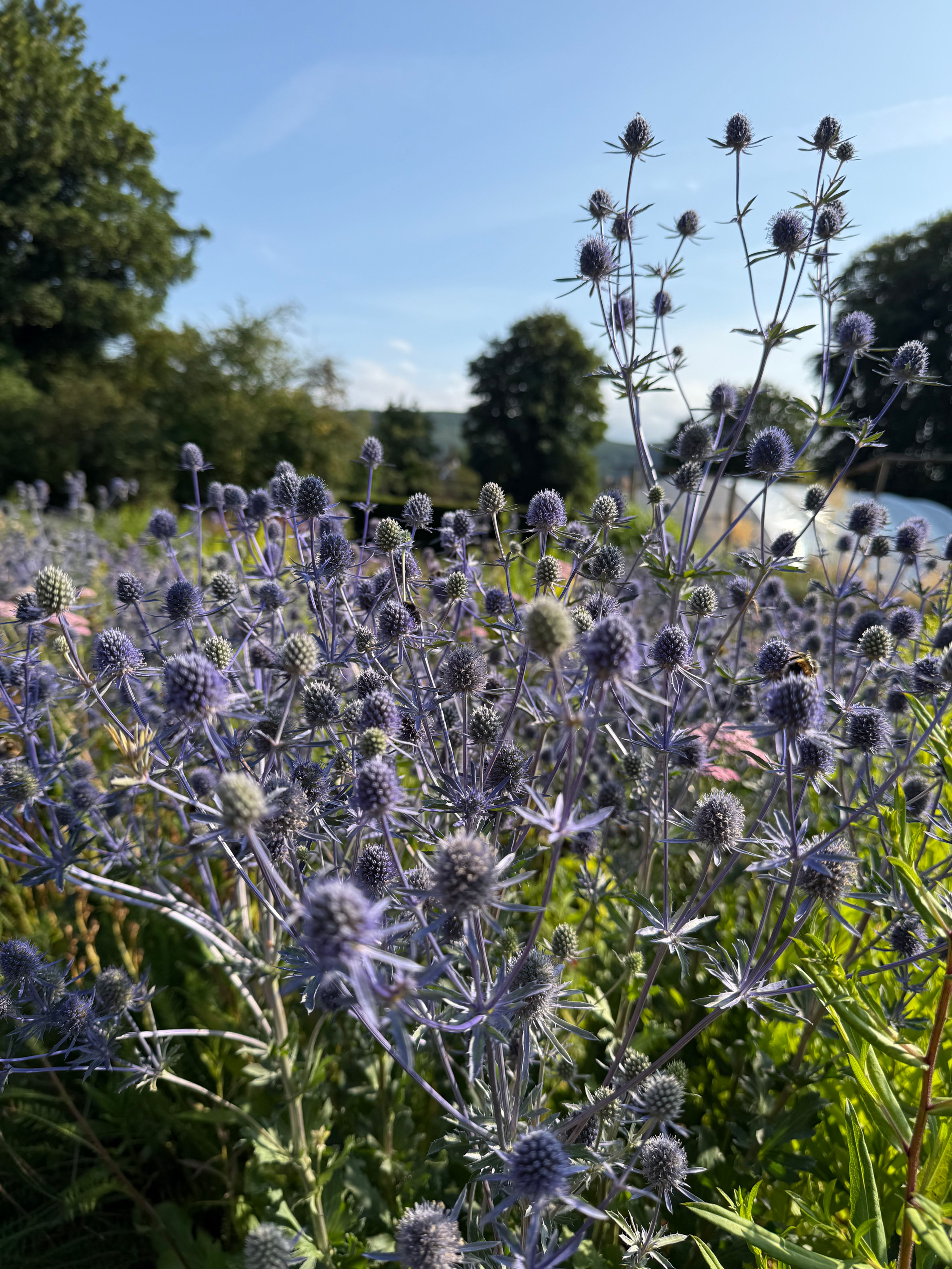 Eryngium