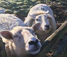 Mellow and Rampunzel.jpg