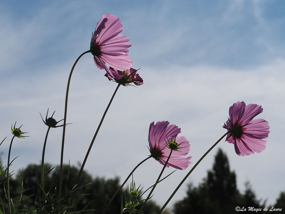 P9191364 (2).jpg