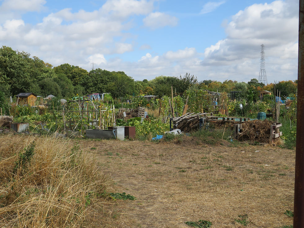 London Redbridge Garden Allotment