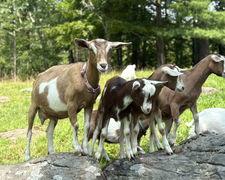 Ivy Mountain Farm