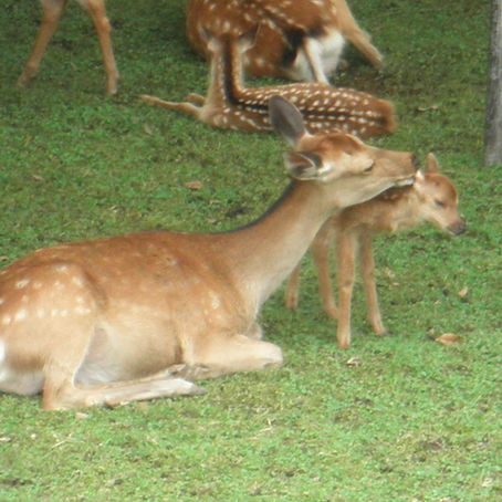 This year's new baby deer at Rokuen
