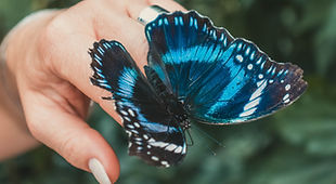 Butterfly on Hand_edited.jpg