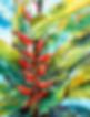 parrot flower.jpeg