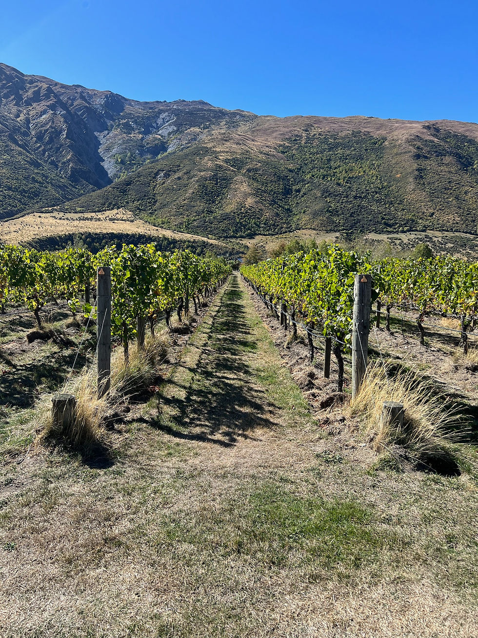 Neuseeland: Arrowtown & Gibbston Valley - Wein- und Biketour