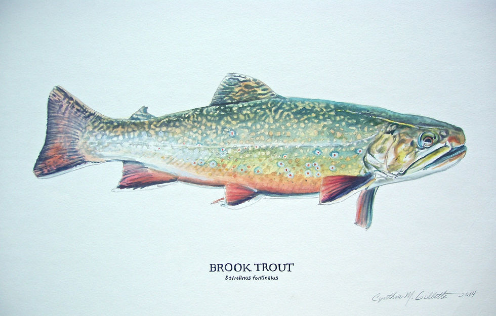 Brook Trout