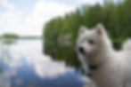 Japanese spitz new zealand 1.jpeg