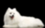 toa toa japanese spitx puppy nz auckland_edited.jpg