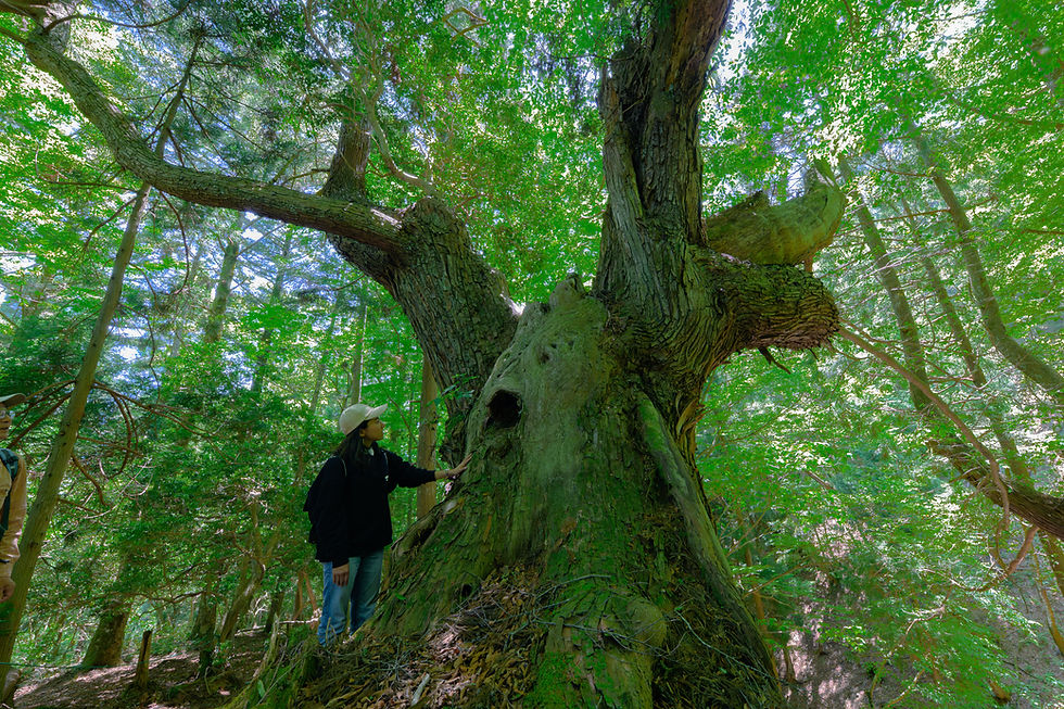 Learning from a Thousand-Year Forest