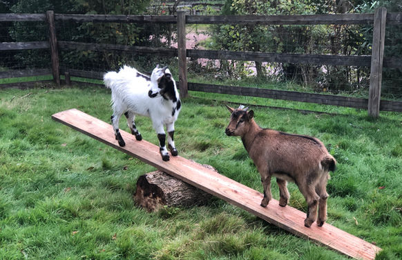 chevres balancoire.jpeg