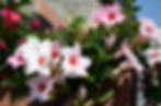 fiori B&B Della Baia