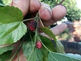 FRUTA AMORA