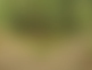 Um área de mata. Uma estrada que se divide em duas. Qual escolher?