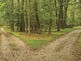 Um área de mata. Uma estrada que se divide em duas. Qual escolher?
