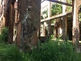 ruinas de uma antiga usina atacada pelo mato