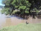Um lago, casa de patos.