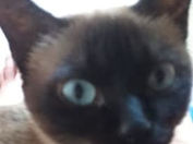 um gatinho olhando pra cãmera