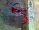 sangue derramado no asfalto