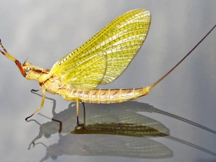 The Fly That Gives Up Its Wings for Life